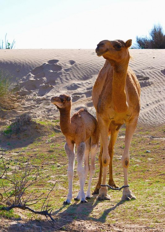 dromedarios en el desierto