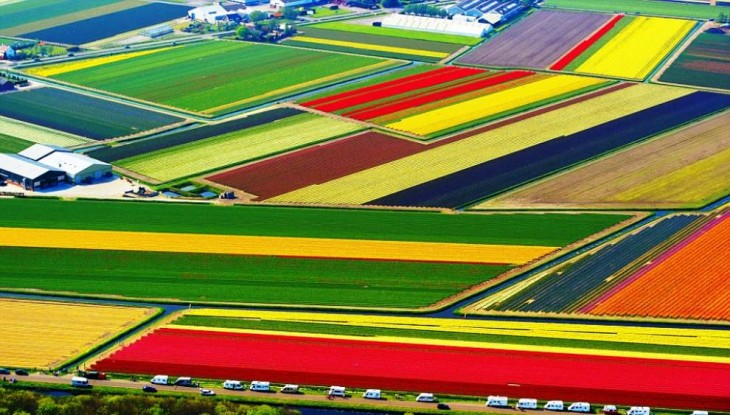 foto aerea de los campos de tulipanes en holanda