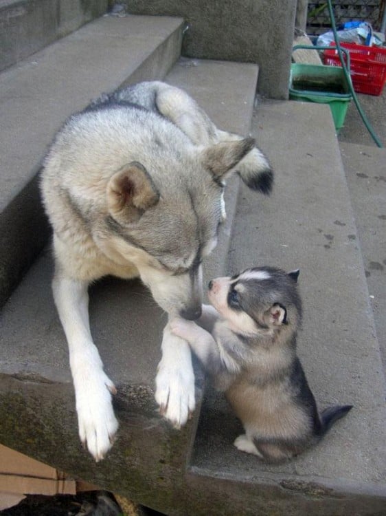 husky con su hijito