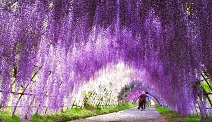 tunel de flores, wisteria japón