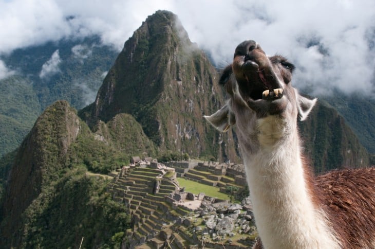 llama colado machu pichu