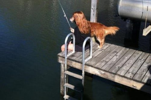 perro pescando