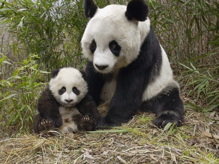 panda y su bebe cachorro
