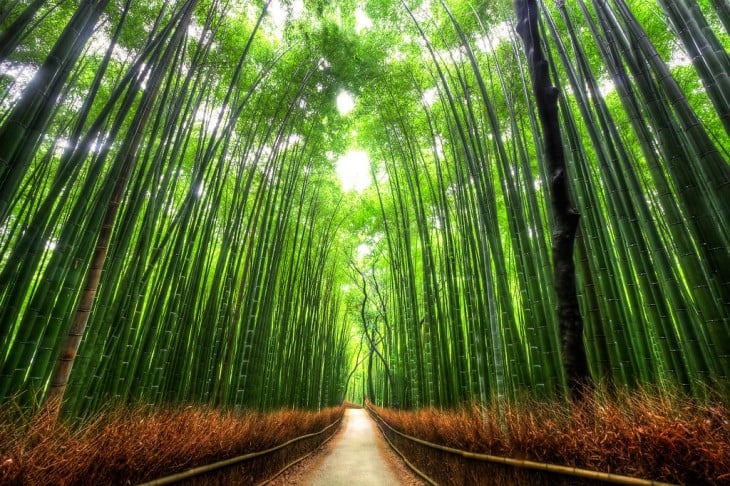 paseo de bambú, kyoto, japón