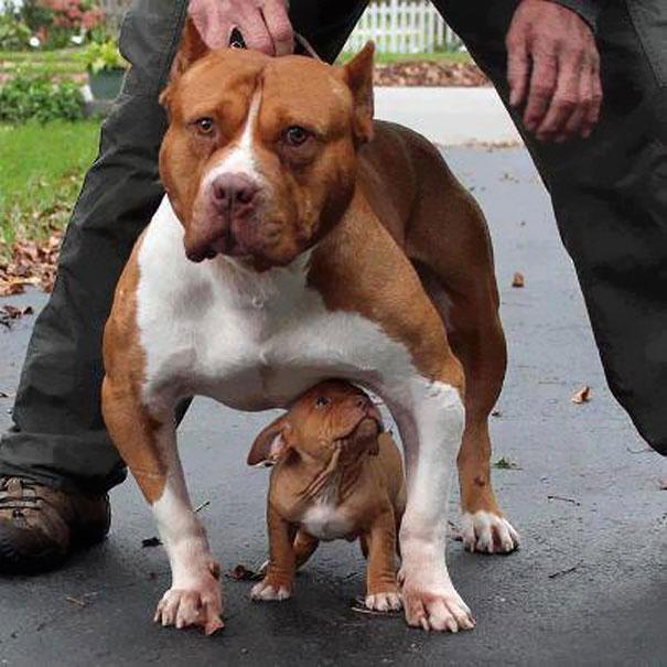 Fotografias De Animales Con Sus “Mini-me’s” – Todos Son Adorables