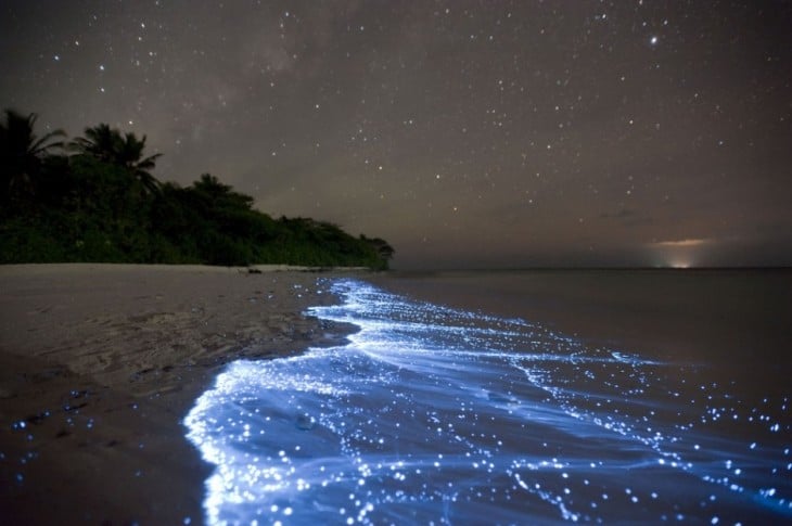 plancton Olas Fluorescentes Isla Vaadhoo, Maldivas