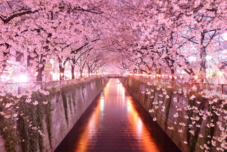 tunel de arboles en sakura japon