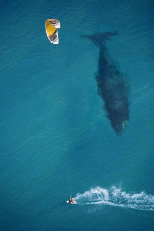 fotografía de un mar donde una ballena esta pasando debajo de un chico surfeando 