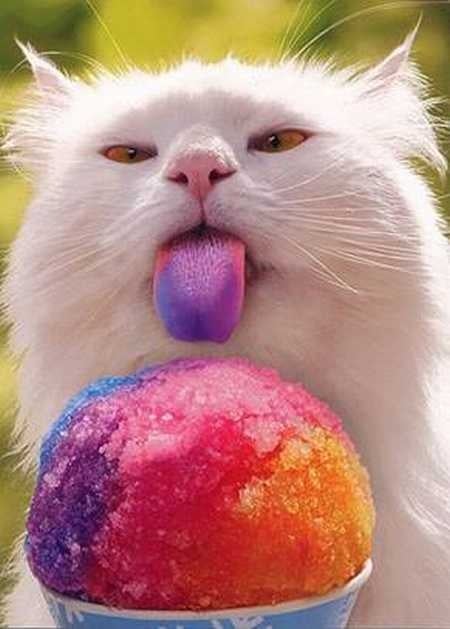 gato con toda la lengua pintada por comer helados