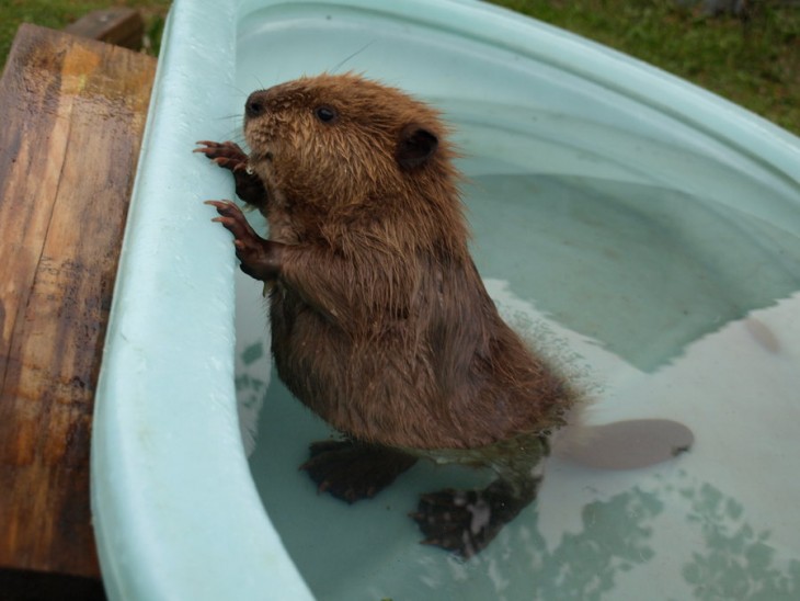 bebe castor tomando un baño