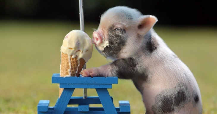 bebe cerdito con su cono de nieve