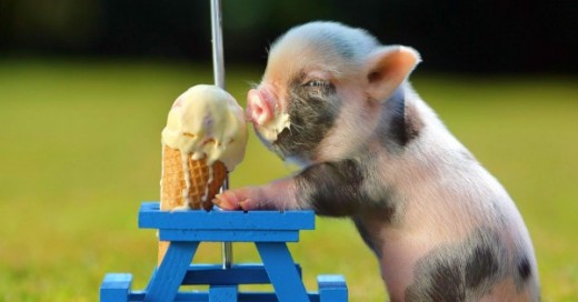 bebe cochino comiendo helado