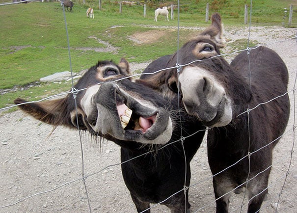 dos burros chistosos divirtiendose