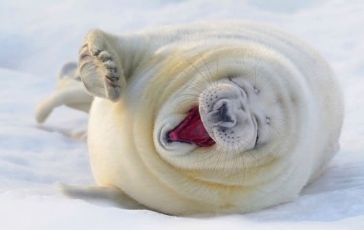 foca blanca bostezando