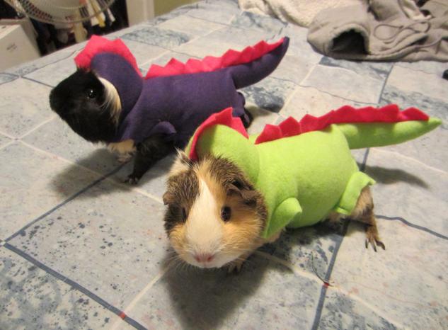 31 Fotos De Mascotas Y Animales Disfrazados Por Sus Dueños Para Halloween
