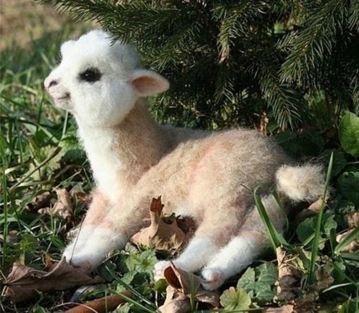 llama bebe ternura