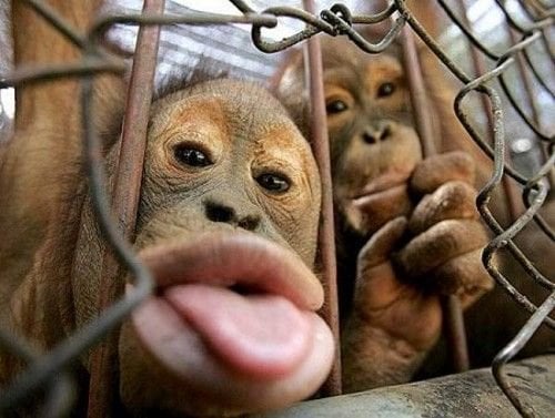 orangutanes sacando la lengua
