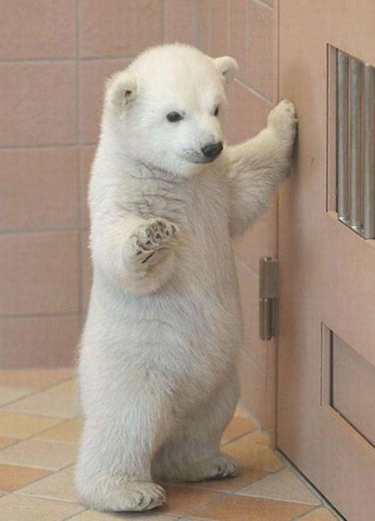 Bellisimo oso polar bebe de pies