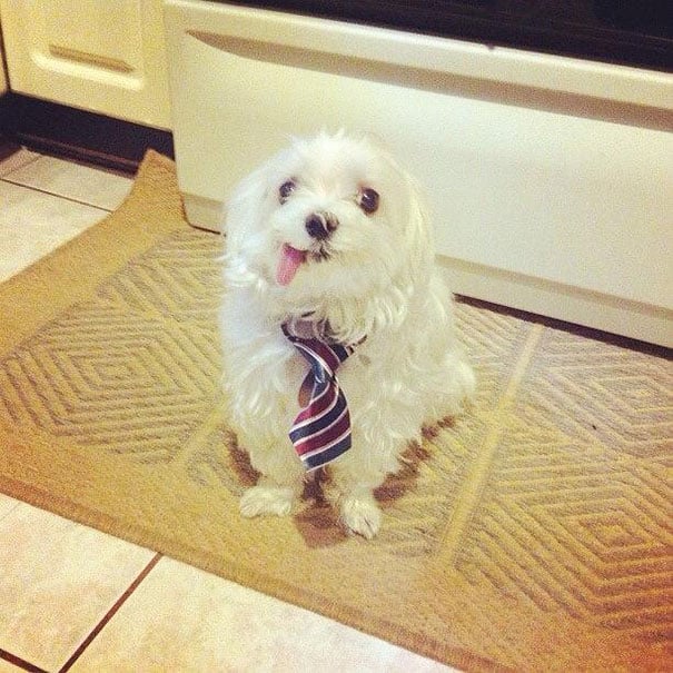 foto tierna de este perrito en la cocina