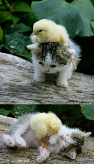 amigos del alma este pollito y el gatito