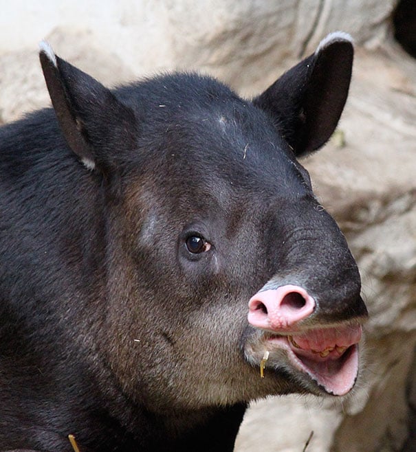 tapir que mueve los labios de forma chistosa