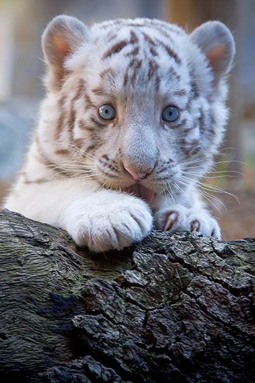 tigre bebe cara bellisima