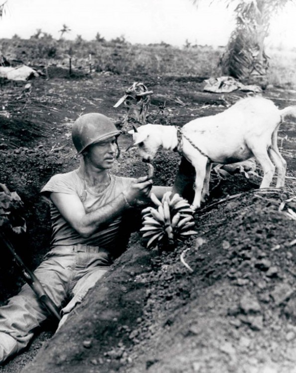 SOLDADO COMPARTIENDO UN PLATANO CON UNA CABRA DURANTE LA GUERRA DE SAPIN 1944