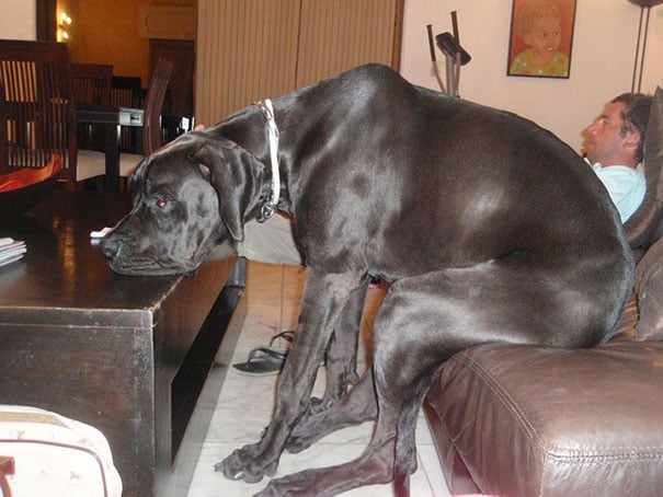 Grand mastif sentado como una persona