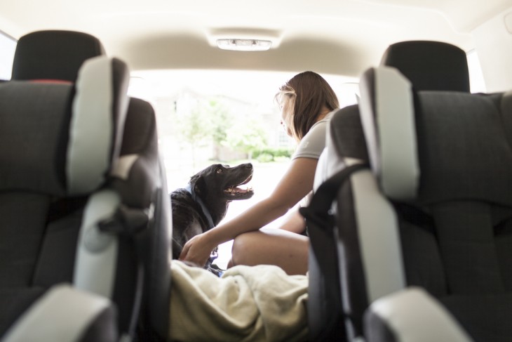 una perrita mirando a su dueña en la parte trasera de una camioneta 