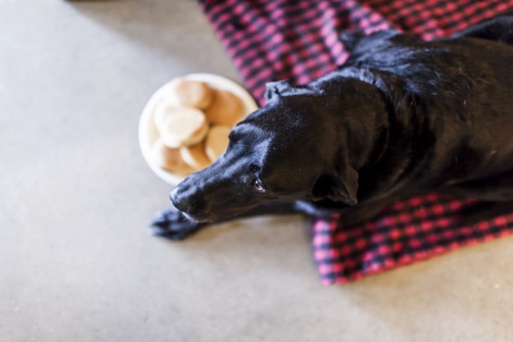 Perro negro acostado sobre una tela con cuadros rojos y negros con un plato de comida en un lado