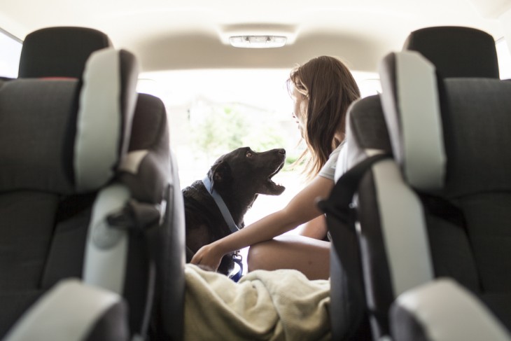 una perrita ladrando a su ama arriba de una camioneta 