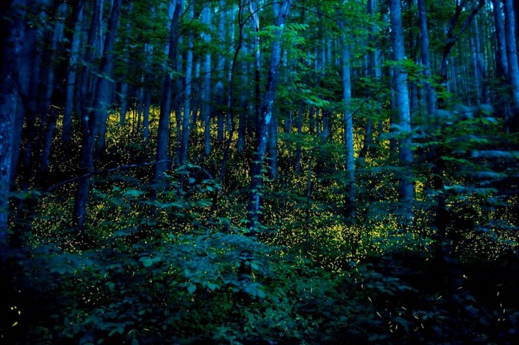 bosque de noche tenesse