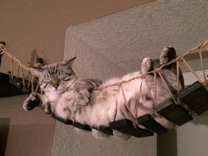 PUENTE ESTILO INDIANA JONES PARA GATOS