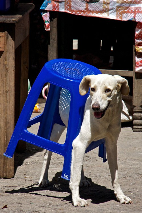 PERRO ALTO ATRAPADO EN LA SILLA DE PLASTICO