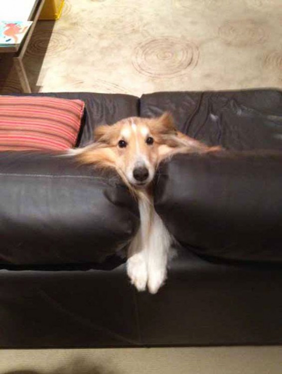 LASSIE SE ATORA ENEL SILLON DE LA CASA