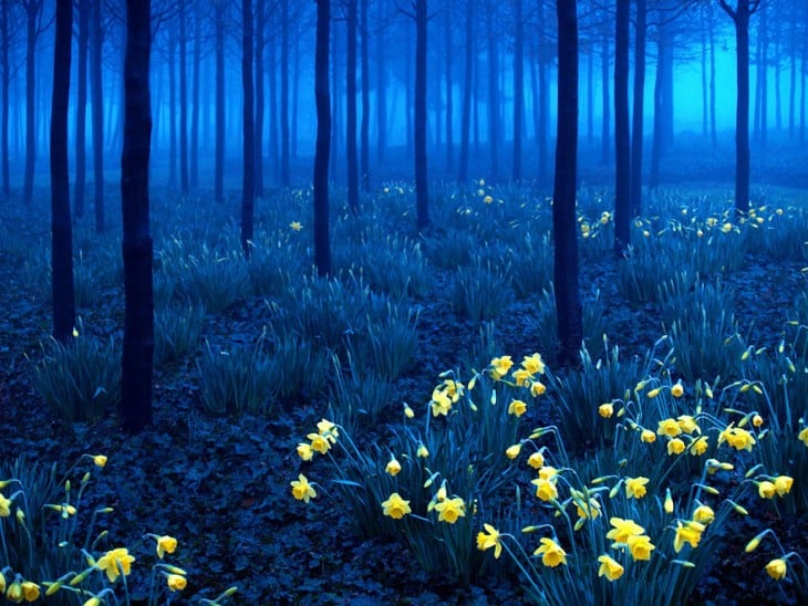 bosque negro, Alemania