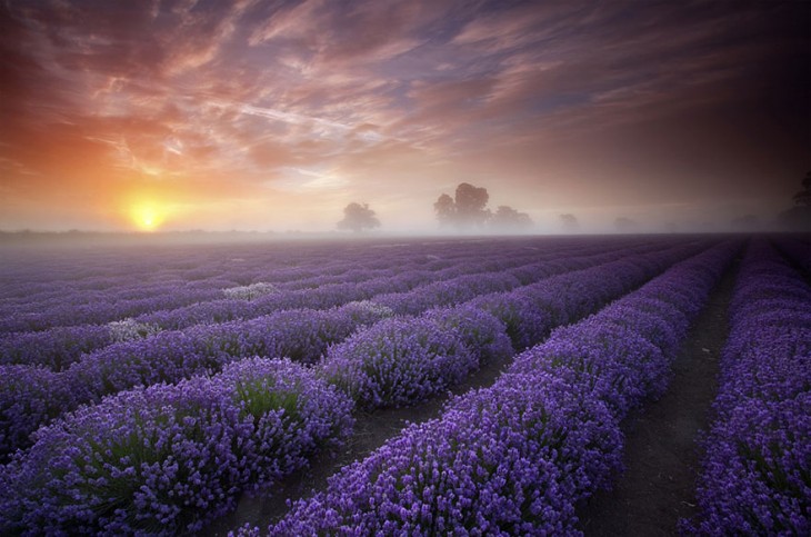 CAMPOS DE FLORES DE LAVANDA