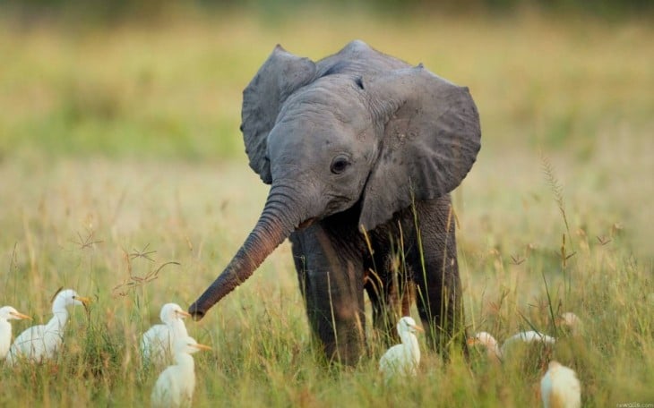 ELEFANTE JUGANDO CON UNAS GARZAS