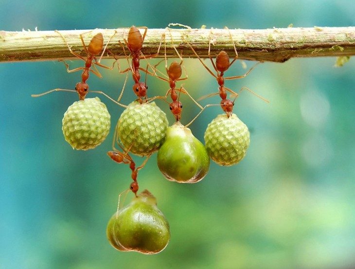 HORMIGAS BUSCANDO COMO SOSTENER POR MÁS TIEMPO SU COMIDA