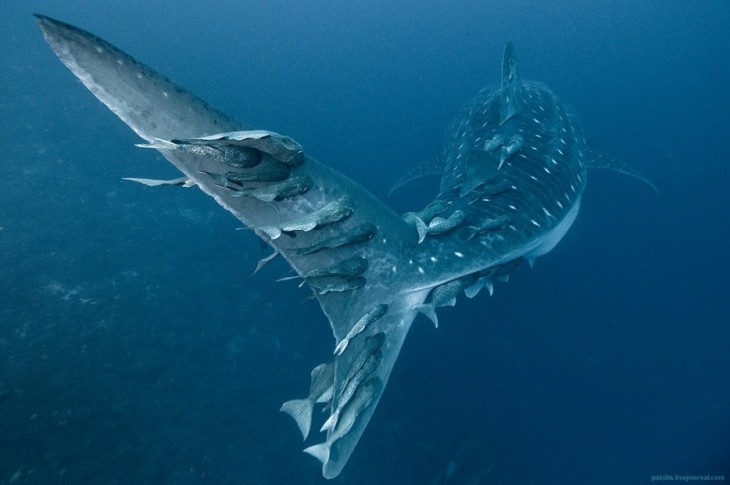 BALLENA NADANDO CON TIBURONES PEGADOS A SU CUERPO