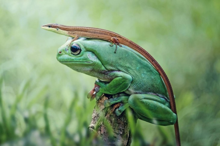 SAPO Y LAGARTIJA DISFRUTANDO DEL DÍA