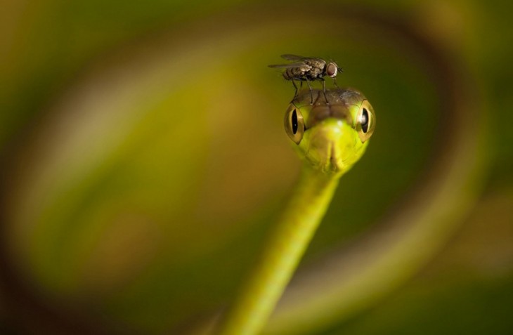 MOSCA EN EL LUGAR EQUIVOCADO