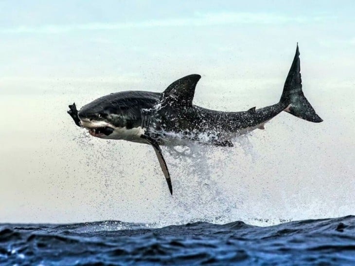 TIBURÓN CAZANDO SU PRESA FUERA DEL AGUA