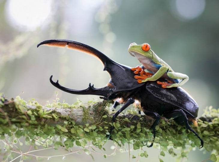 RANA ARRIBA DE UN ESCARABAJO MIRANDO HACIA EL HORIZONTE