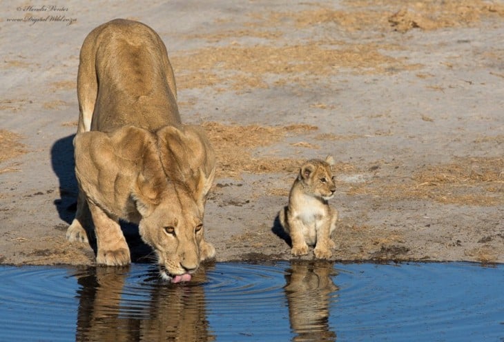 LEONA Y CRÍA TOMANDO AGUA