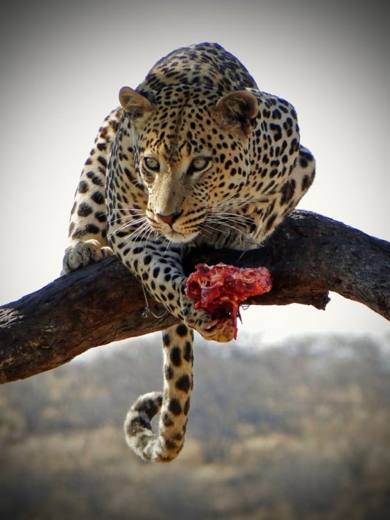 leopardo comiendo en una rama