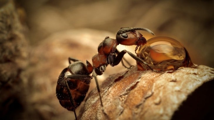 hormigas trabajando