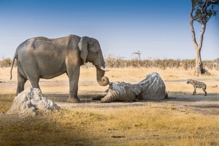 elefante viendo el cadáver de otro elefante