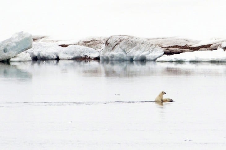 oso polar nadado con cria