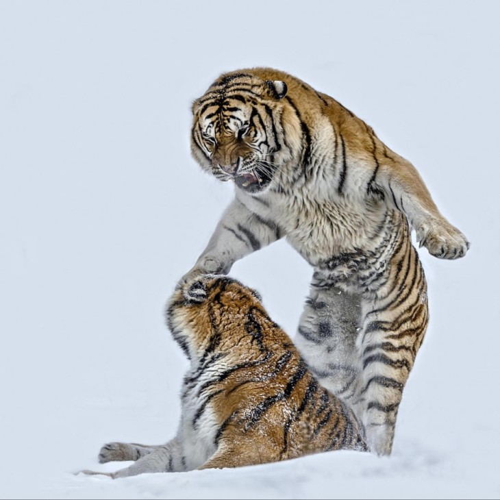 dos tigres peleando